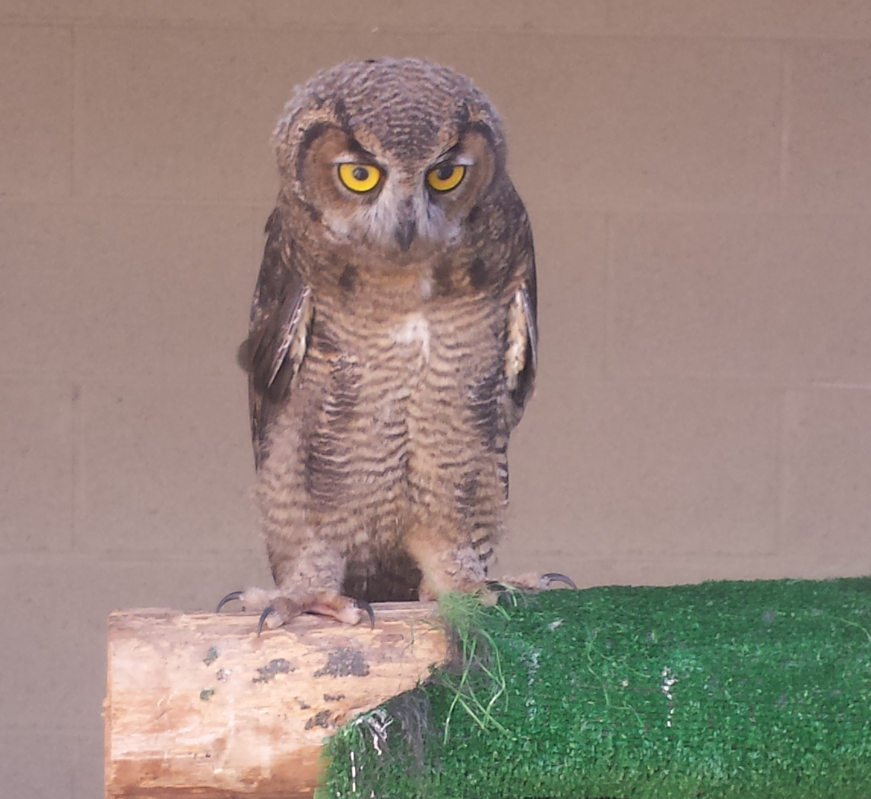 Dorothy is a great horned owl, between 10 and 12 weeks old. She is currently being rehabilitated at the South Okanagan Rehabilitation Centre for Owls (SORCO) in Oliver. 