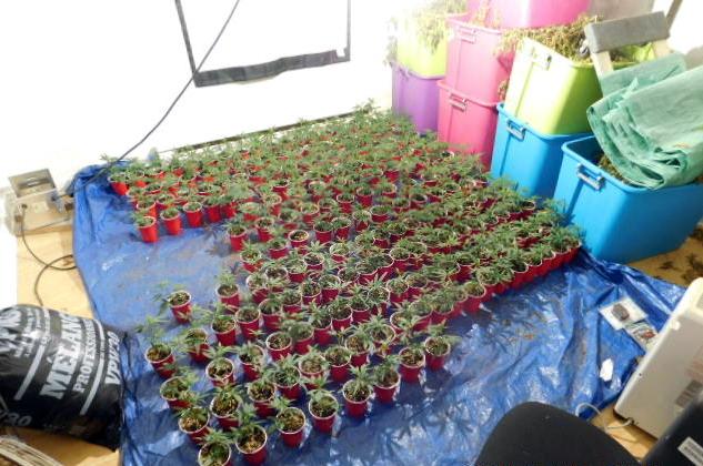 Some of the more than 2,000 marijuana plants seized from a home in Dow Settlement, N.B. on June 13, 2016.