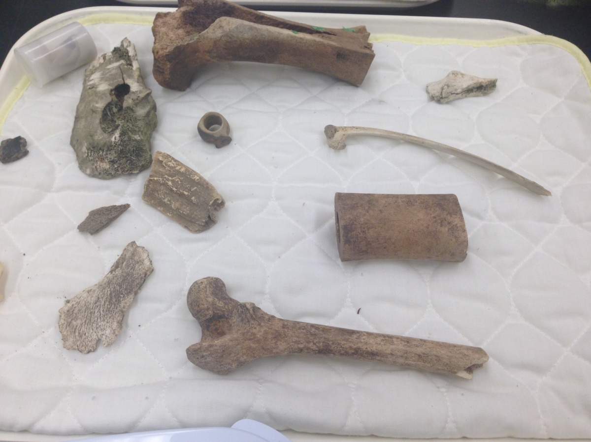 drag the red training with forensic anthropologist. june 4, 2016