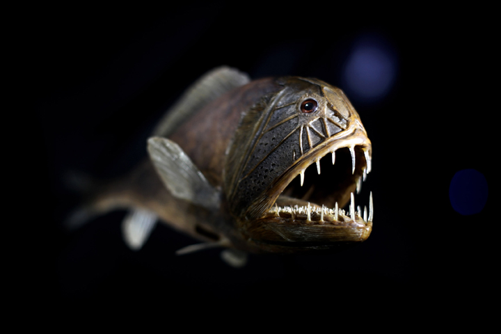 What Do Blobfish Eat? - American Oceans