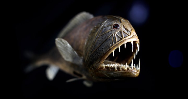 World Oceans Day: 5 strange fish that live in the deep 