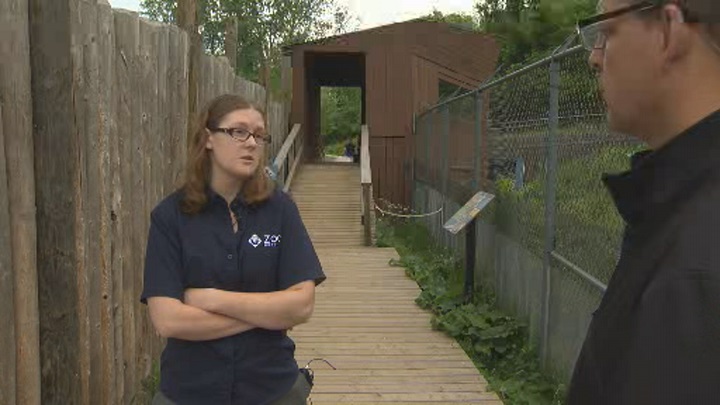 Nicki Fleming says areas where coyotes congregate in the West Island include Ile-Bizard, l’Anse-a-l/Orme and the area in Kirkland just north of Highway 40.