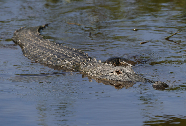 An alligator swims in the waters at Wakodahatchee Wetlands in Delray Beach, Fla.