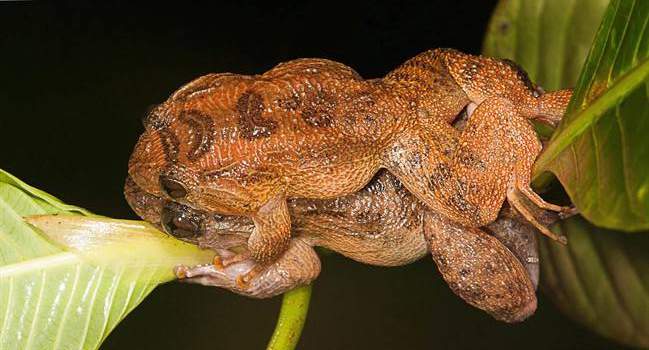 New frog sexual position found