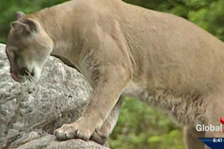 Cougar warning issued for Canmore after increase in sightings