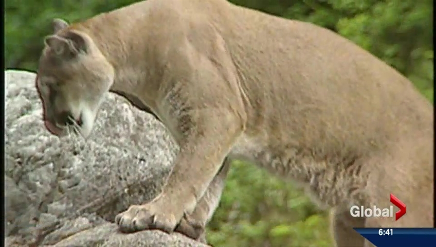 A cougar spotting at Fish Creek provincial park has lead Alberta Parks to issue a warning to park visitors. 