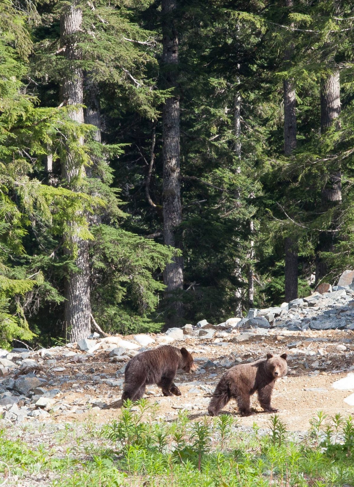 These grizzly bears were spotted by a local photographer in the Whistler Olympic Park in May. 
