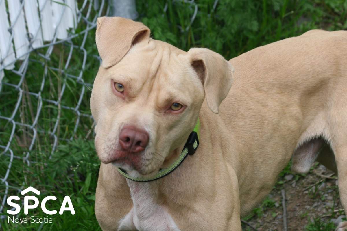 Gus – one of three pit bulls flown in from Ontario to be adopted out by the Nova Scotia SPCA.