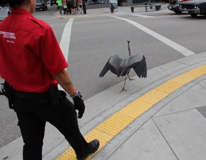 Heron rescued from downtown Kelowna - image
