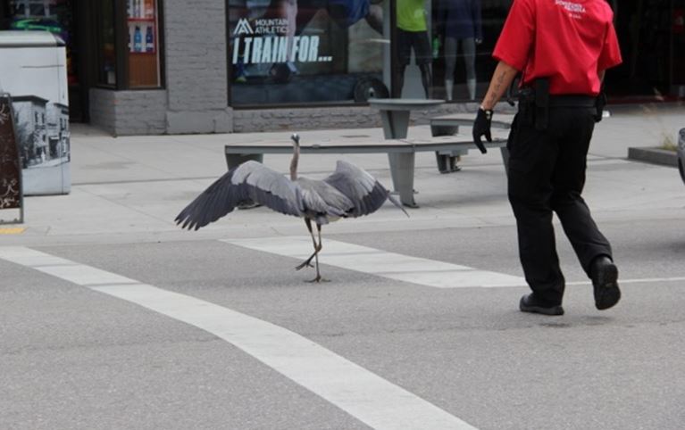 Heron rescued from downtown Kelowna - image