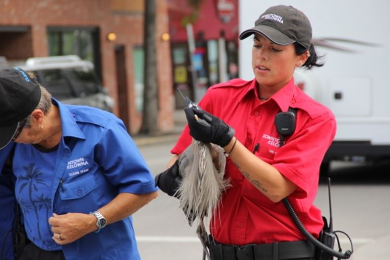 Heron rescued from downtown Kelowna - image