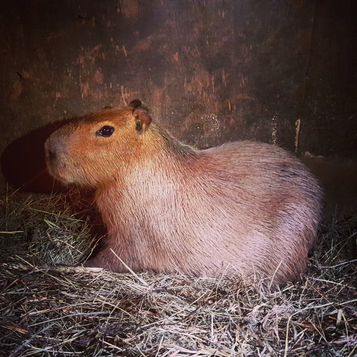Officials say the second capybara who went missing from the High Park Zoo has been found. 