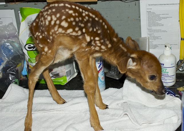 This fawn had to be euthanized after a person took it into its house for two weeks, as a result the fawn was emaciated, dehydrated and in kidney failure with no hope of recovery, according to staff at wildlife refuge in Ontario.