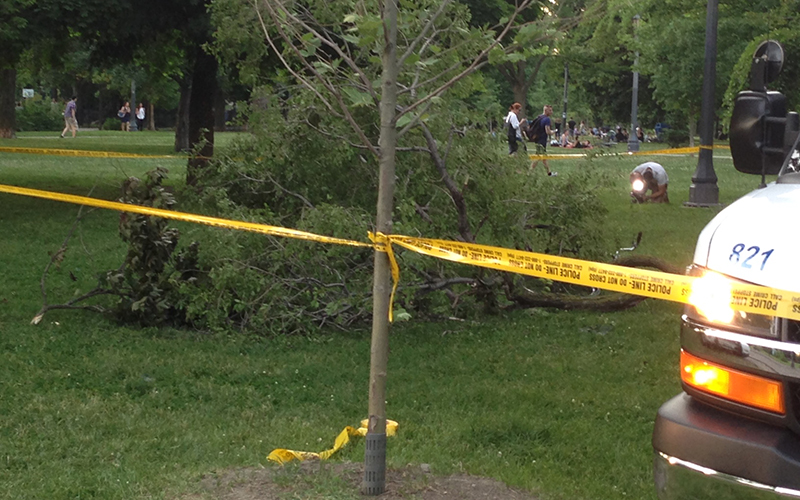 The tree branch that struck and killed a man in Toronto’s Trinity Bellwoods Park on June 17, 2016.