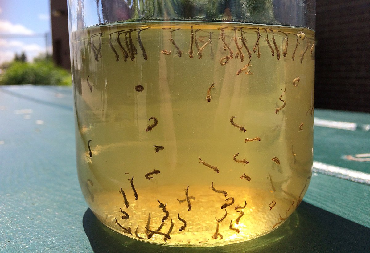 With all the rain Winnipeg has had over the past few weeks, this picture shows all the larvae that appeared in a simple scoop of water from a ditch.
