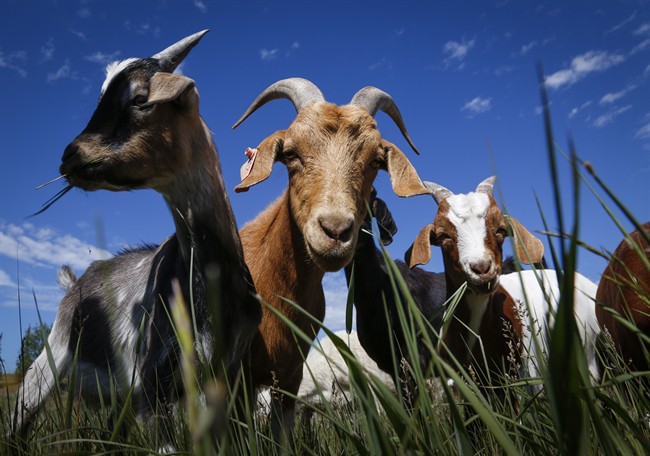 A herd of goats munch on grass and weeds at Confluence Park in Calgary, Alta., Tuesday, June 21, 2016, as part of a pilot project to help control invasive weeds.