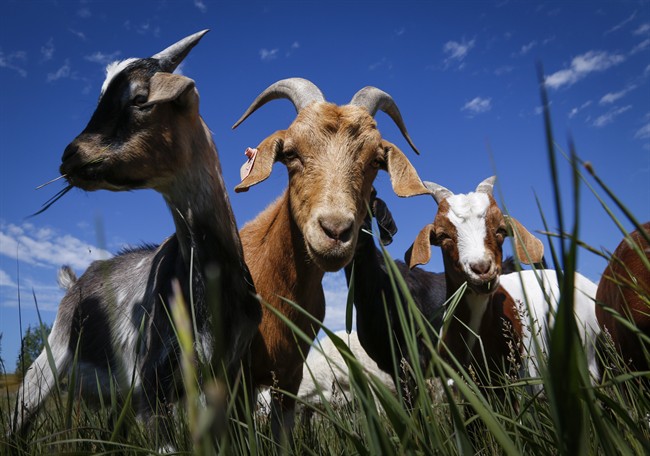 Goats have been known to be natural born weed-eaters. Calgary is testing them out in an official capacity. Should Saskatoon do the same?.