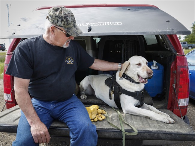 Ron Mistafa, owner of Detector Dog Services International, and Duke rest after training in a field near Calgary, Alta., Thursday, June 23, 2016, to hunt for oil pipeline leaks.