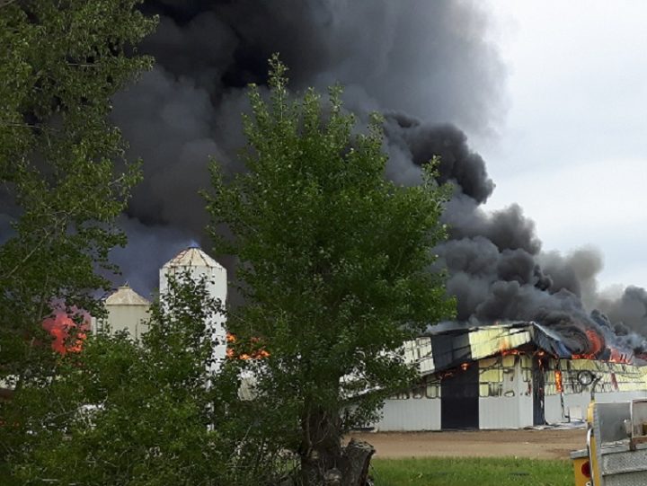 Five thousand pigs died in a barn fire near Leroy, Sask. The incident isn't considered suspicious at this time and both barns are a total loss.
