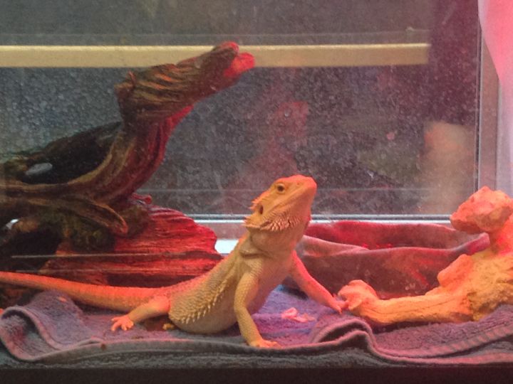 Lizard at the Edmonton Humane Society after the Fort McMurray wildfire.