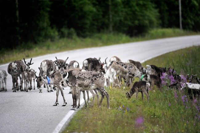 In this picture taken July 13, 2009, reindeer walk across the road in Suomussalmi, Finland.