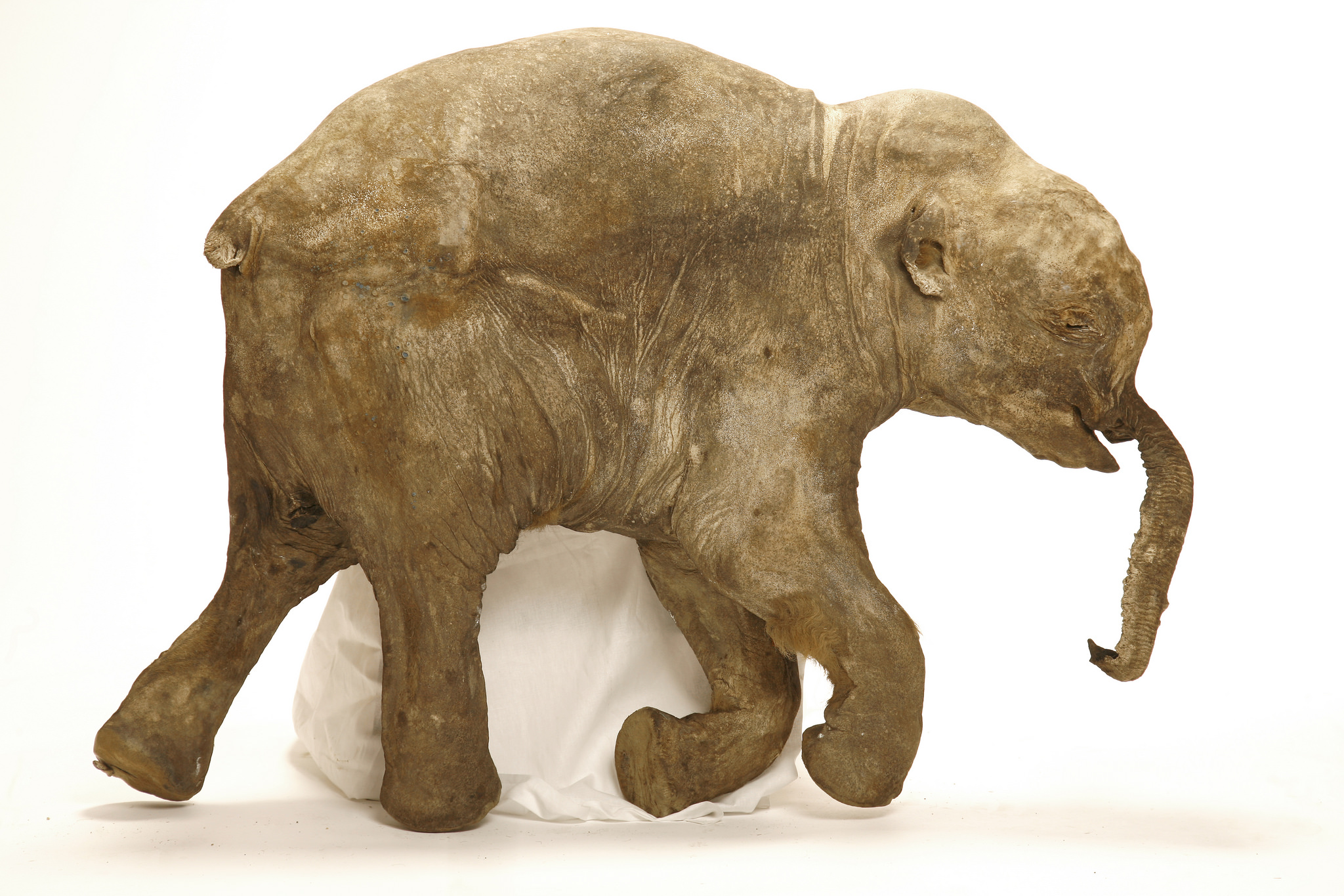 WATCH: The World’s Most Complete Preserved Mammoth On Display In ...