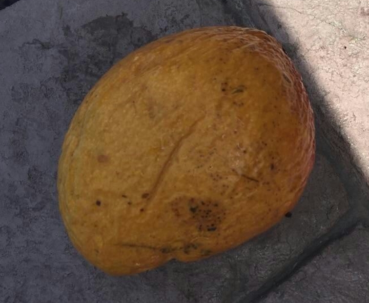 Mango that fell into a Calgary backyard