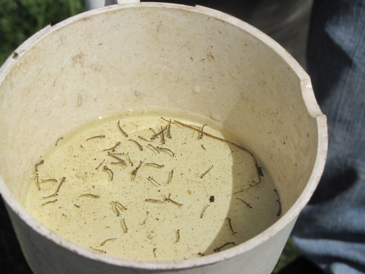 A water sample that was checked by a field biologist for the presence of mosquito larva.