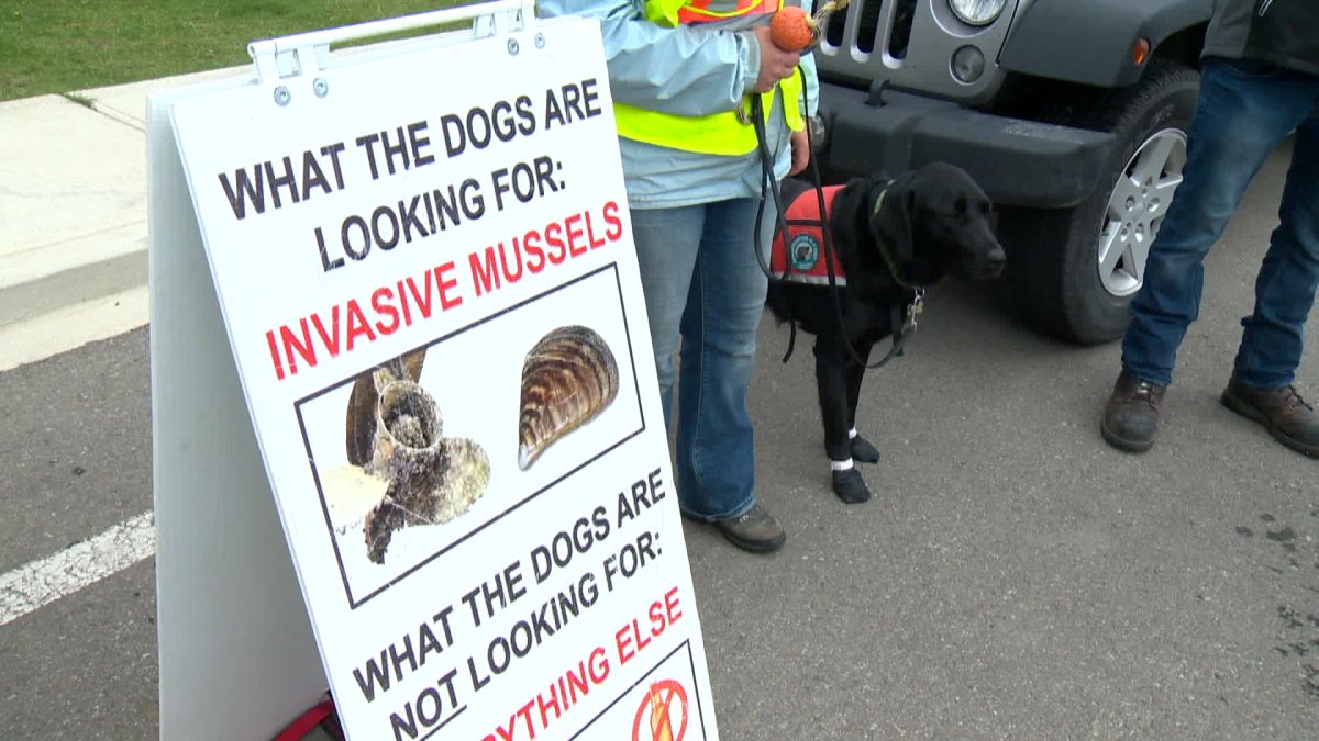 Alberta trains dogs to detect species like mussels in Alberta’s waterways - image
