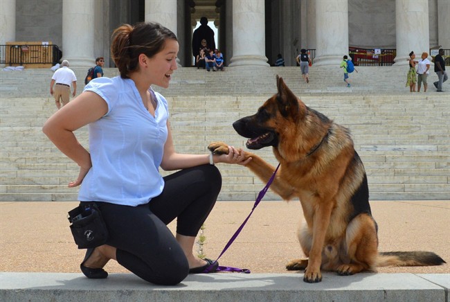 Trainer Michelle Yue works with a German shepherd named Max Von Haus Wisenbaker, on his shake command in front of the Jefferson Memorial in Washington, D.C. 