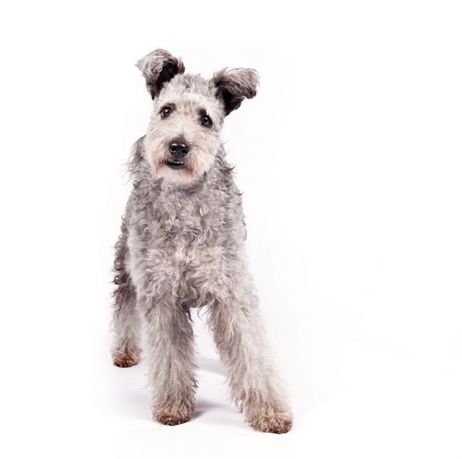 In this undated photo provided by the American Kennel Club, a pumi is shown. The high-energy Hungarian herding dog is the latest new breed headed to the Westminster Kennel Club and many other U.S. dog shows. The American Kennel Club is announcing Wednesday, June 22, 2016, that it is recognizing the pumi (POOM'-ee). It's the 190th breed to join the roster of the nation's oldest purebred dog registry.