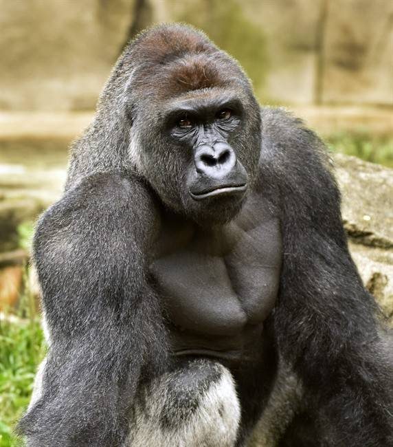 Harambe, a western lowland gorilla, was shot May 28, 2016 to protect a boy who entered its exhibit. 
