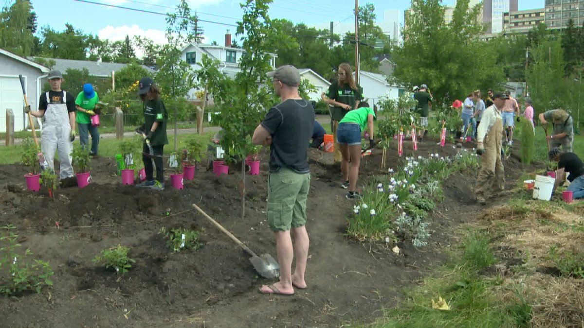 Parkdale community plants 200 trees thanks to grant for urban forestry project - image