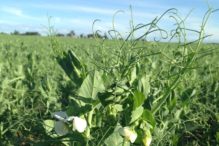 June 16: This Your Saskatchewan photo was taken by Dawn Williams of her pea fields starting to flower southwest of Kyle.