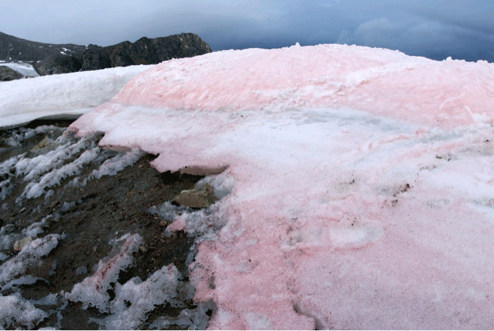 Snow algae bloom in red on ice and snow and thereby darken the surface. This accelerates the thawing of ice.