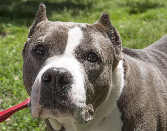 Quebec City To Ban Pit Bulls Province Wide Legislation In The Works   Ryr117 06 14345262 High 