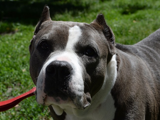Athena the pit bull, who is up for adoption, is shown at the Montreal SPCA on Tuesday, June 14, 2016. Brossard, where an eight-year-old girl was attacked by a pit bull last year is planning to prohibit any new such dogs or crossbreeds on its territory.