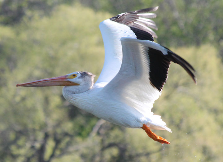 June 25: This Your Saskatchewan photo was taken by Cary Fischer at Wascana Lake in Regina.