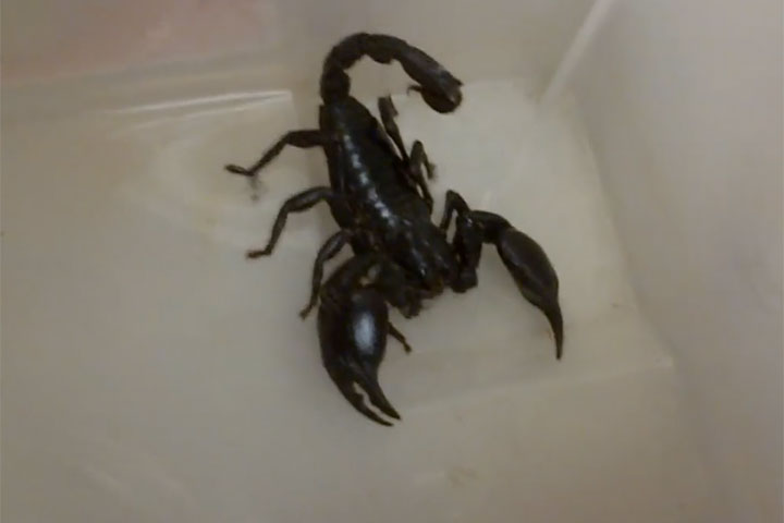 Scorpion. This is not the creature that was seen on a United Airlines flight