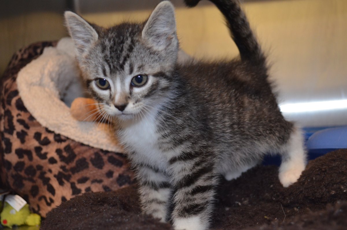 Penticton S.P.C.A. appeals for tiny tabby - image