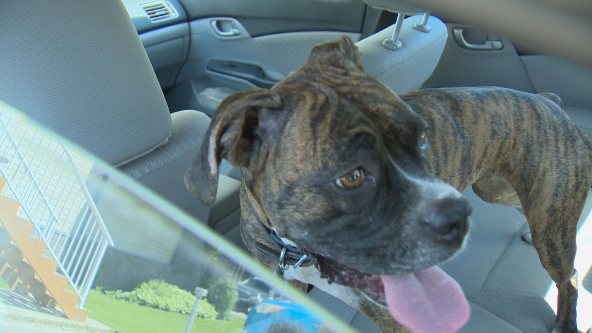 Dogs can develop heat stroke very quickly, especially when left alone in hot cars.