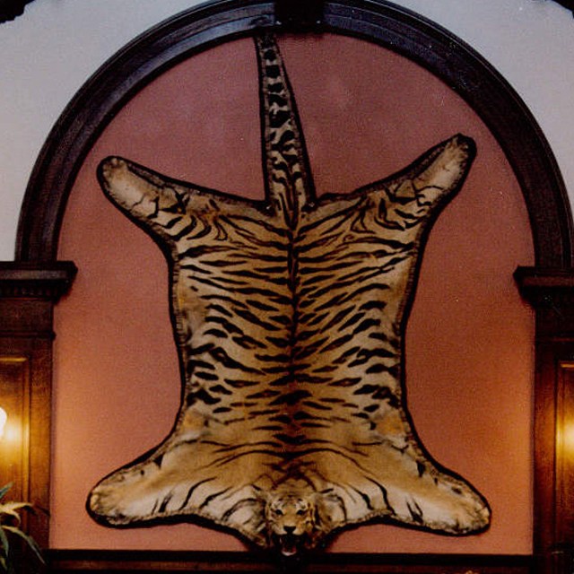 Can you help solve the mystery of this tiger pelt's disappearance?.