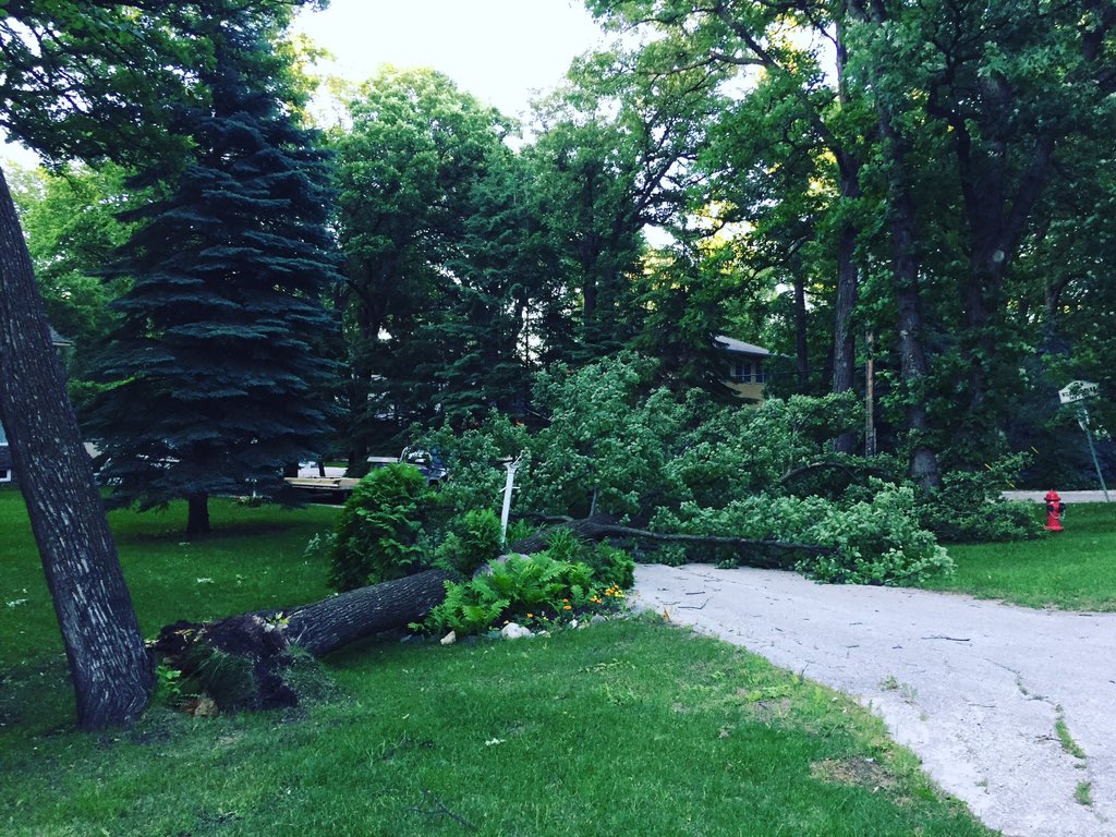 An annual tree planting program began Wednesday as Winnipeg foresters prepare for a busy summer maintaining the city's canopy.