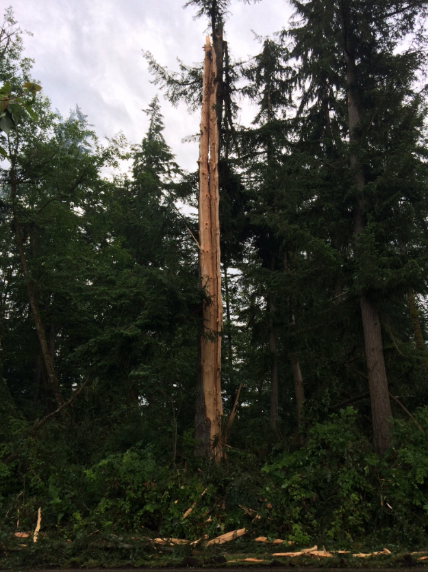 PHOTOS: Lightning slices tree in half in Washington - image