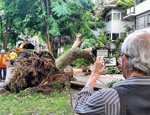 A large tree fell on an apartment building in Vancouver's west end Thursday night.