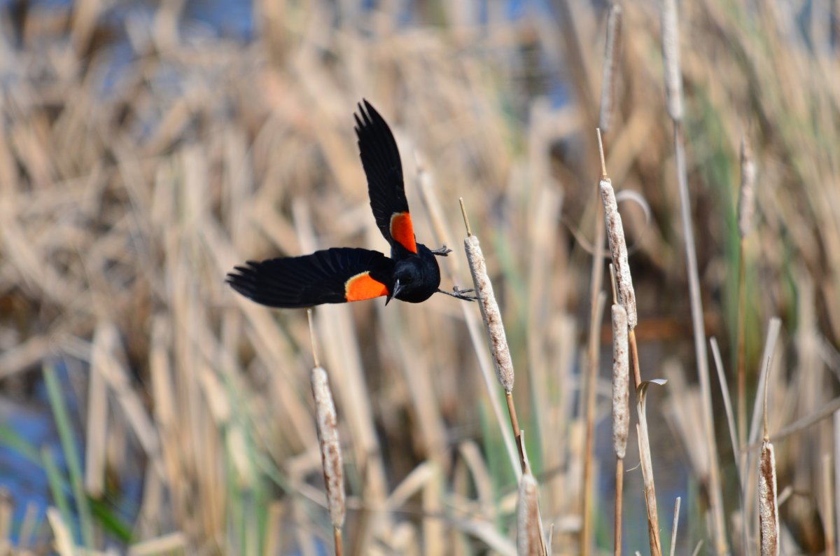 June 3: Photo of a red-winged blackbird by Paul Godfrey.