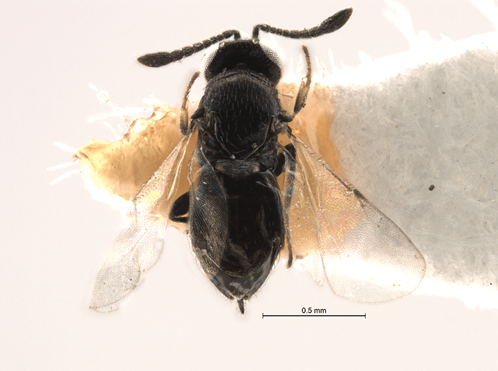 The Oobius depressus wasp was recently found for the first time in 101 years.