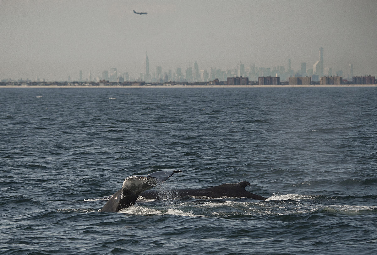 10 whales dead, dozens stranded on Indonesia's Java island - National