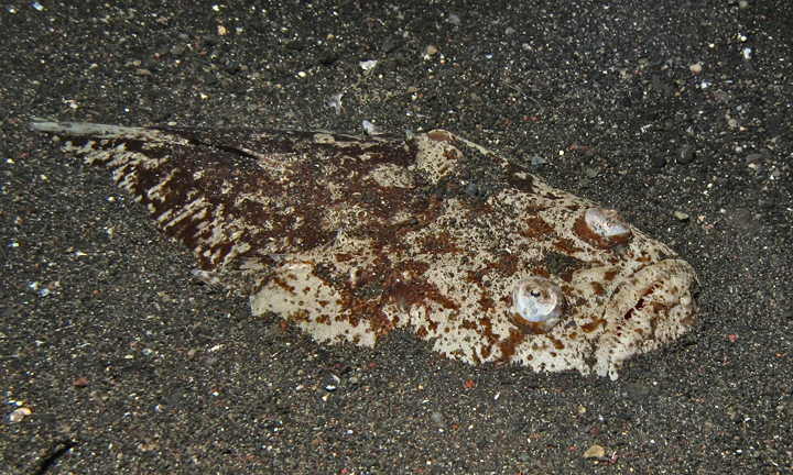 Peekaboo! A whitemargin stargazer hides in the sand off the coast of Indonesia.