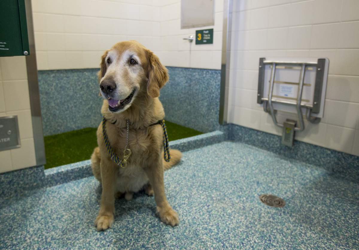 The pet-friendly restroom features a puppy potty and a grass floor. (Courtesy: YVR)